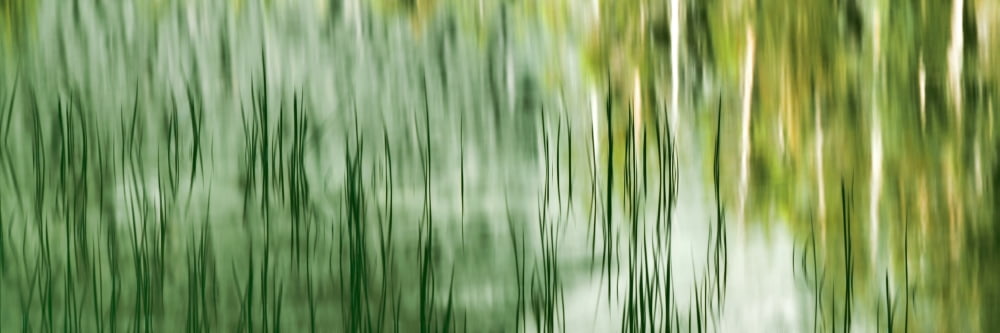 Reflection of Lodgepole Pines and Reed on water String Lake Grand Teton National Park Wyoming USA Canvas Art - Panoramic Images (27 x 9)