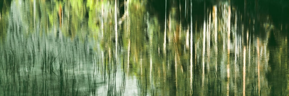 Reflection of Lodgepole Pines and Reed on water String Lake Grand Teton National Park Wyoming USA Canvas Art - Panoramic Images (36 x 12)