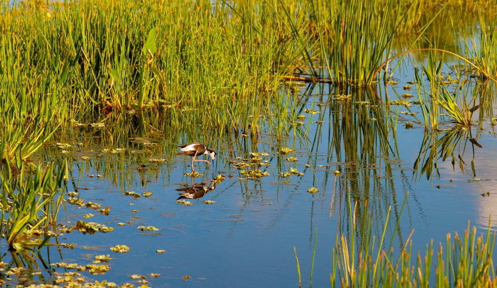 Reflection of a bird on water Boynton Beach Florida USA Canvas Art - Panoramic Images (40 x 24)