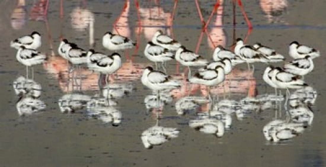 Reflection of avocets and flamingos in water Ngorongoro Crater Ngorongoro Conservation Area Tanzania Canvas Art - Panoramic Images (16 x 9)