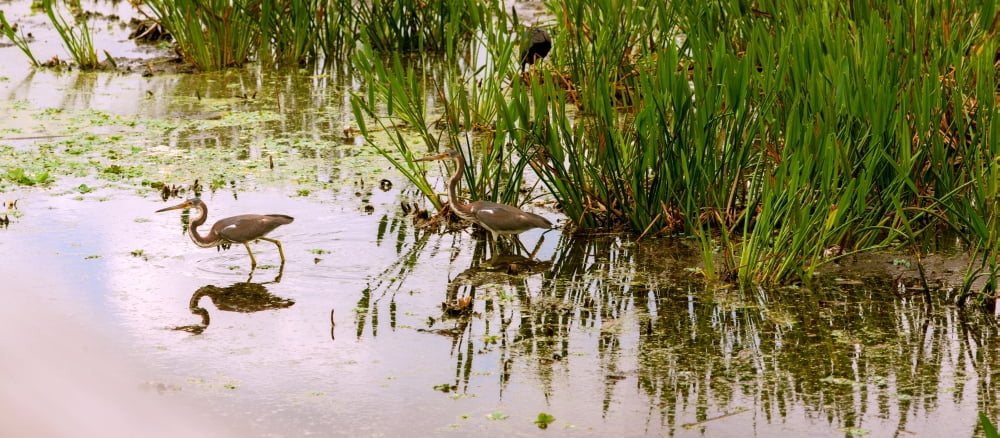 Reflection of cranes on water Boynton Beach Florida USA Canvas Art - Panoramic Images (36 x 12)