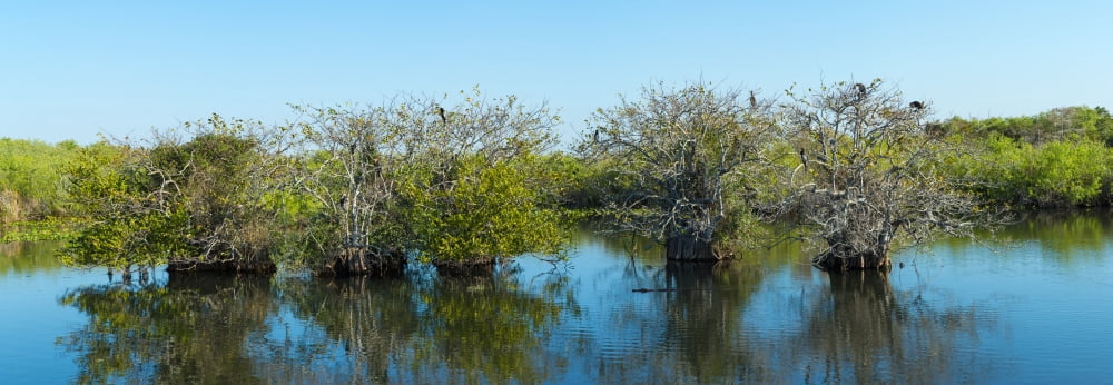 Reflection of trees in a lake Anhinga Trail Everglades National Park Florida USA Canvas Art - Panoramic Images (12 x 36)