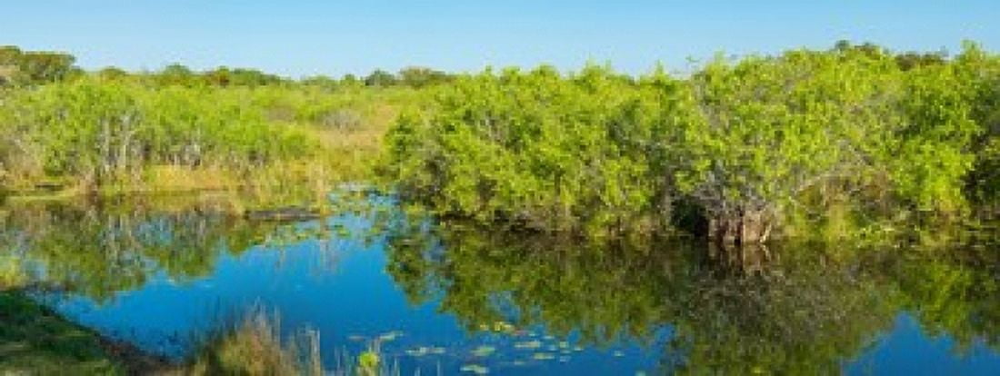 Reflection of trees in a lake Anhinga Trail Everglades National Park Florida USA Canvas Art - Panoramic Images (30 x 12)