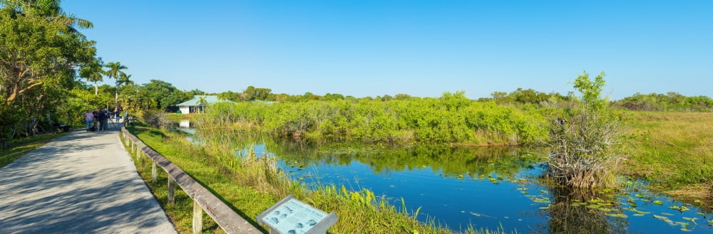 Reflection of trees in a lake Anhinga Trail Everglades National Park Florida USA Canvas Art - Panoramic Images (36 x 12)