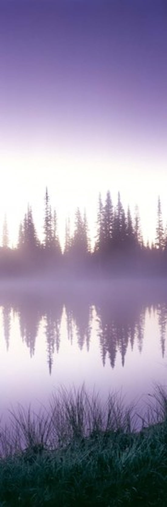 Reflection of trees in a lake Mt Rainier Mt Rainier National Park Pierce County Washington State USA Canvas Art - Panoramic Images (36 x 12)