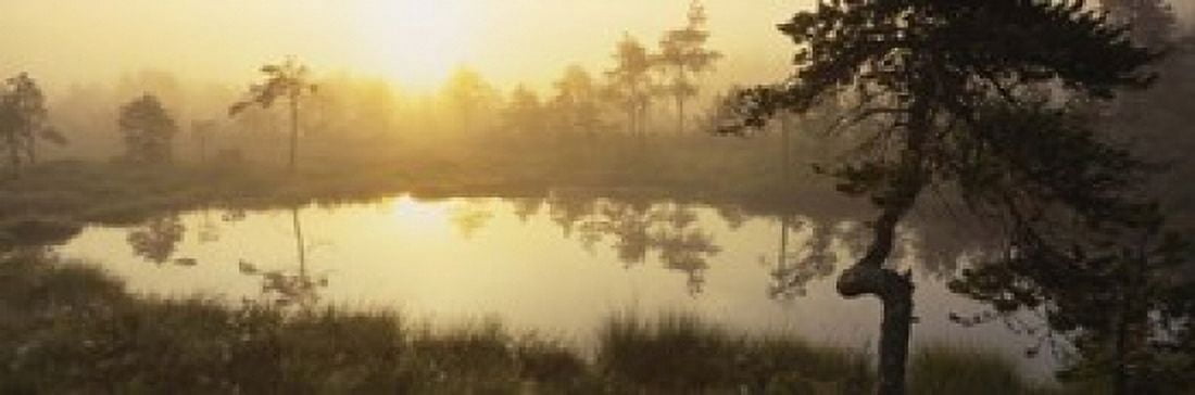 Reflection of trees in a lake Vastmanland Sweden Canvas Art - Panoramic Images (18 x 6)