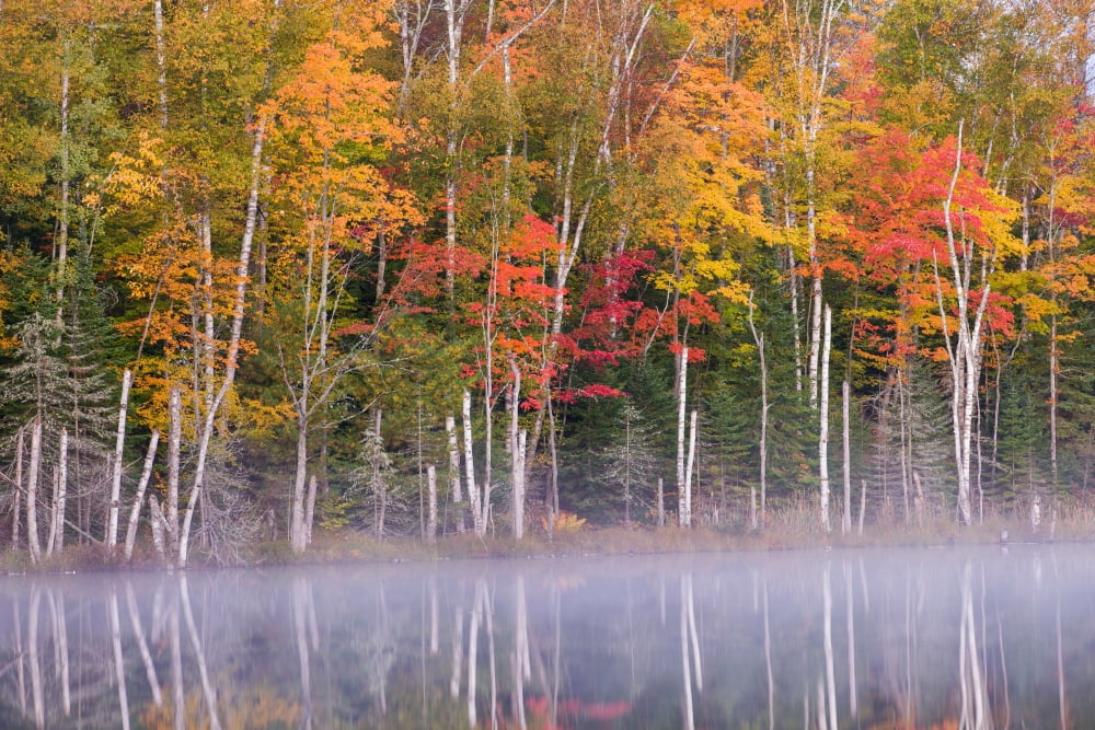 Reflection of trees in a lake in autumn Petes Lake Schoolcraft County Upper Peninsula Michigan USA Canvas Art - Panoramic Images (18 x 24)