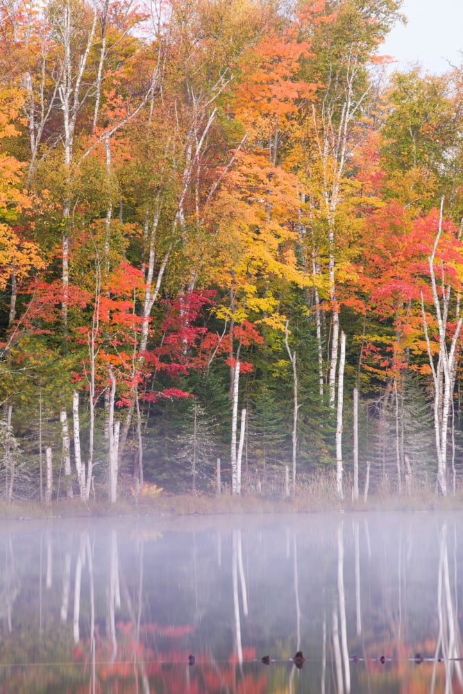 Reflection of trees in a lake in autumn Petes Lake Schoolcraft County Upper Peninsula Michigan USA Canvas Art - Panoramic Images (24 x 36)