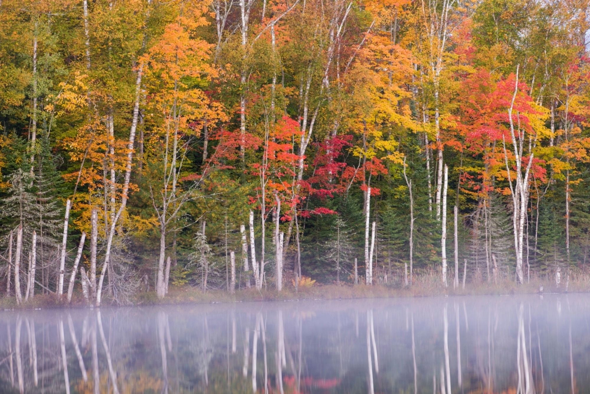 Reflection of trees in a lake in autumn Petes Lake Schoolcraft County Upper Peninsula Michigan USA Canvas Art - Panoramic Images (24 x 36)