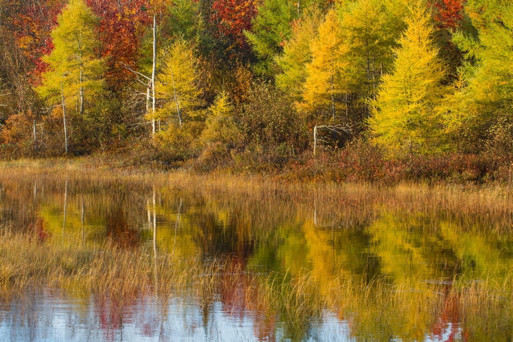 Reflection of trees in a pond Alger County Upper Peninsula Michigan USA Canvas Art - Panoramic Images (18 x 24)