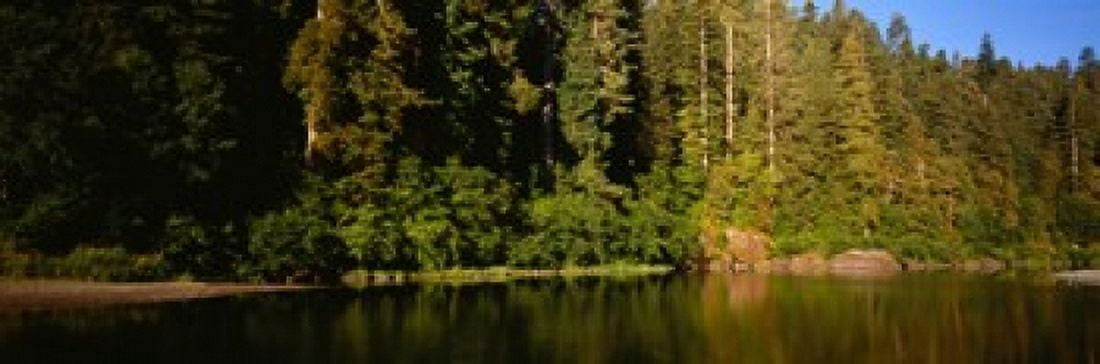 Reflection of trees in a river Smith River Jedediah Smith Redwoods State Park California USA Canvas Art - Panoramic Images (36 x 12)