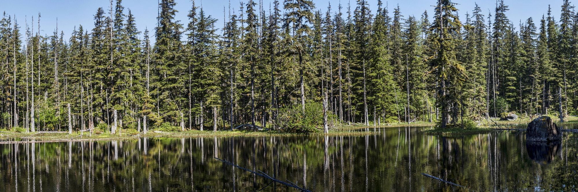 Reflection of trees in pond Southeast Alaska Alaska USA Canvas Art - Panoramic Images (27 x 9)