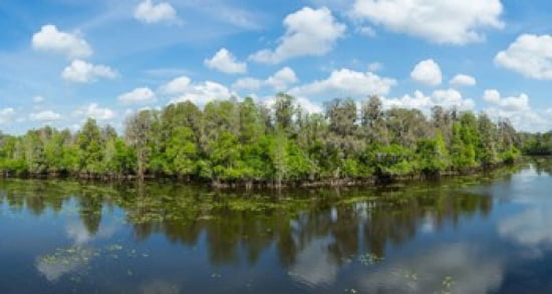 Reflection of trees in the river Hillsborough River Lettuce Lake Park Hillsborough County Florida USA Canvas Art - Panoramic Images (24 x 12)
