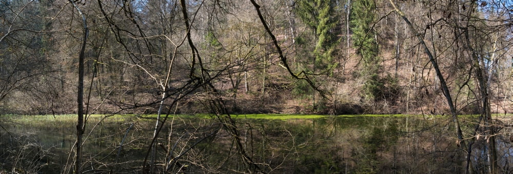 Reflection of trees in water Northern Black Forest Region Horb am Neckar Baden-Wurttemberg Germany Canvas Art - Panoramic Images (13 x 36)