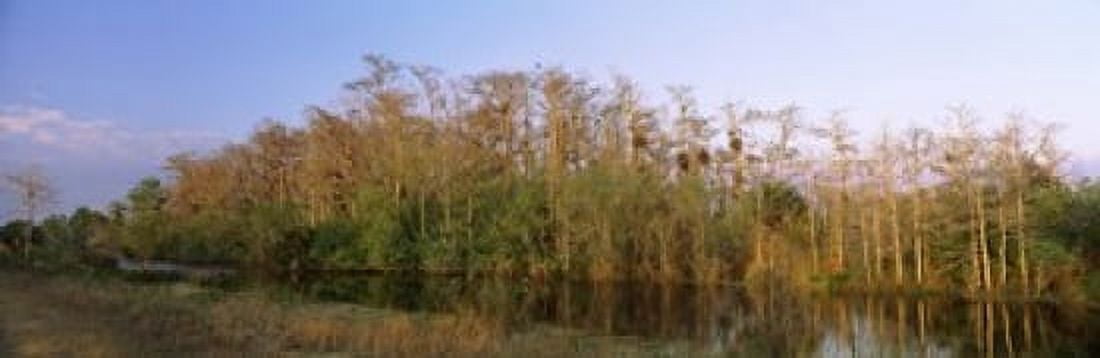 Reflection of trees in water Turner River Road Big Cypress National Preserve Florida USA Canvas Art - Panoramic Images (36 x 12)