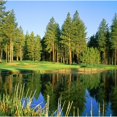 thumbnail image 1 of Reflection of trees on water, Edgewood Tahoe Golf Course, Stateline, Douglas County, Nevada, USA Poster Print (24 x 24), 1 of 1