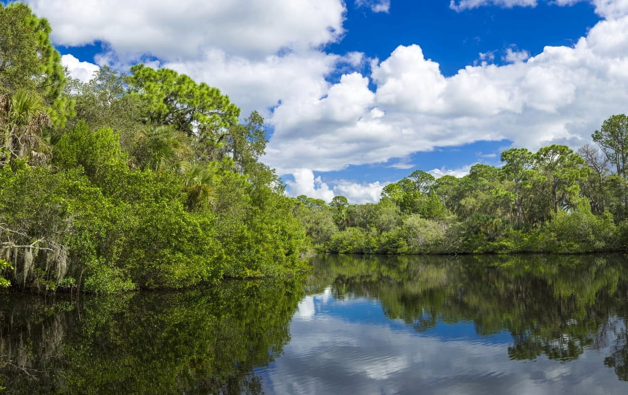 Reflection of trees on water South Creek Oscar Scherer State Park Nokomis Sarasota County Florida USA Canvas Art - Panoramic Images (15 x 24)