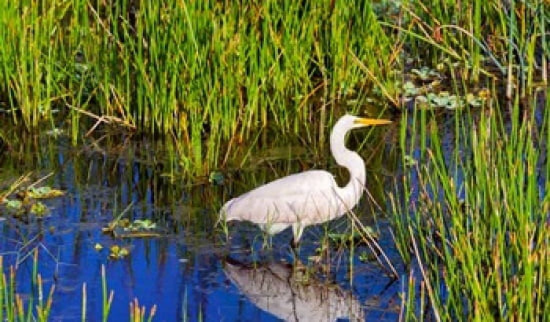 Reflection of white crane in pond Boynton Beach Florida USA Canvas Art - Panoramic Images (36 x 22)