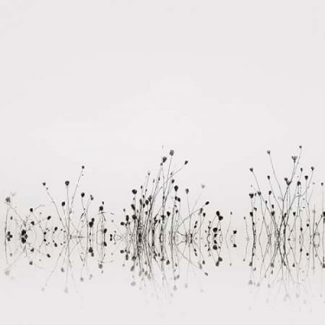 Reflections Canvas Art - Nicholas Bell (24 x 24)