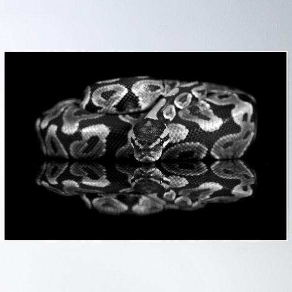 Reflections Of A Ball Python Poster Wall Art, Modern Wall Decor For Living Room Bedroom, 24x36 UNFRAMED