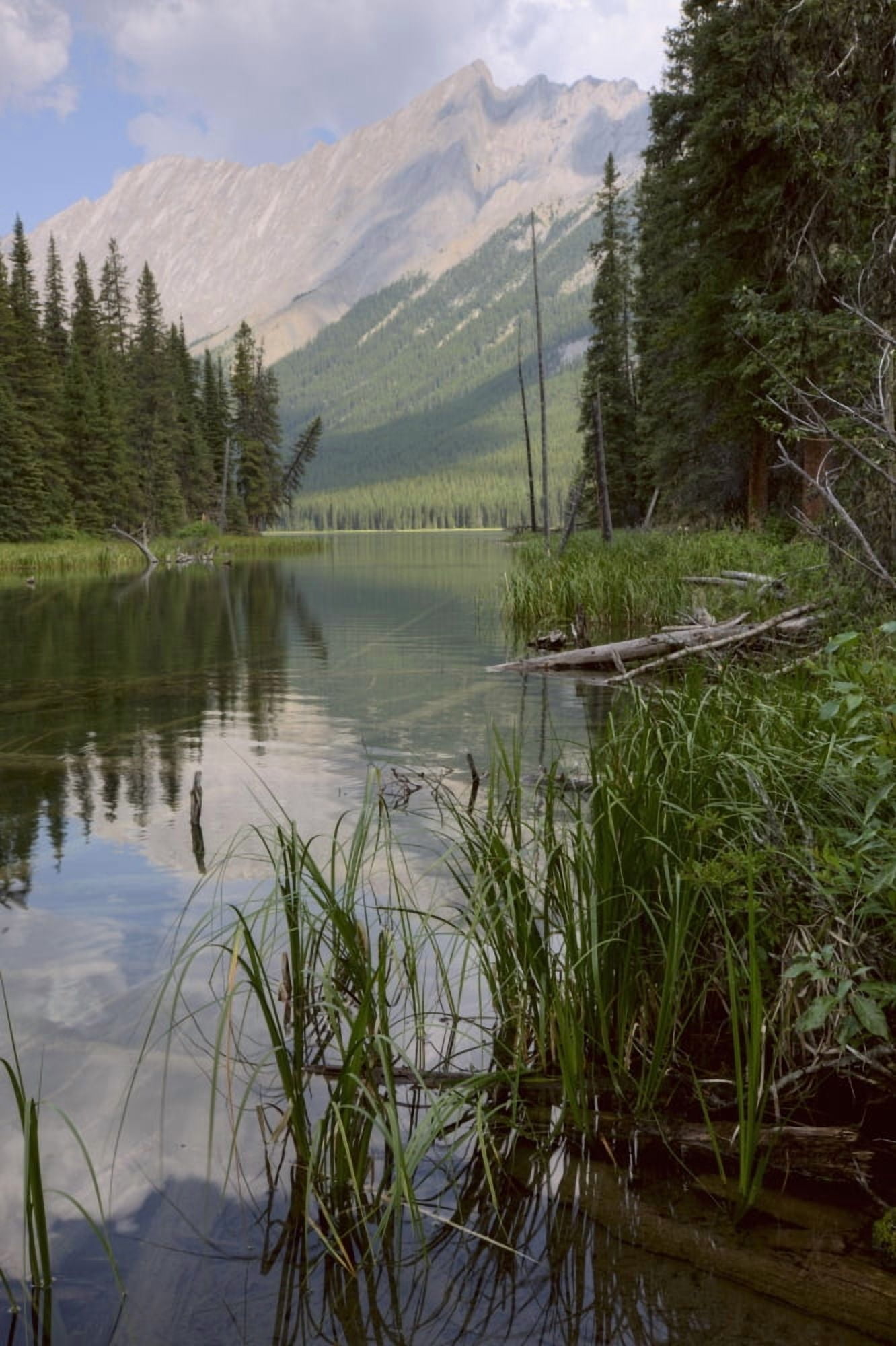 Reflections On Beaver Lake Jasper National Park Alberta Canvas Art - Dan Jurak Design Pics (11 x 17)