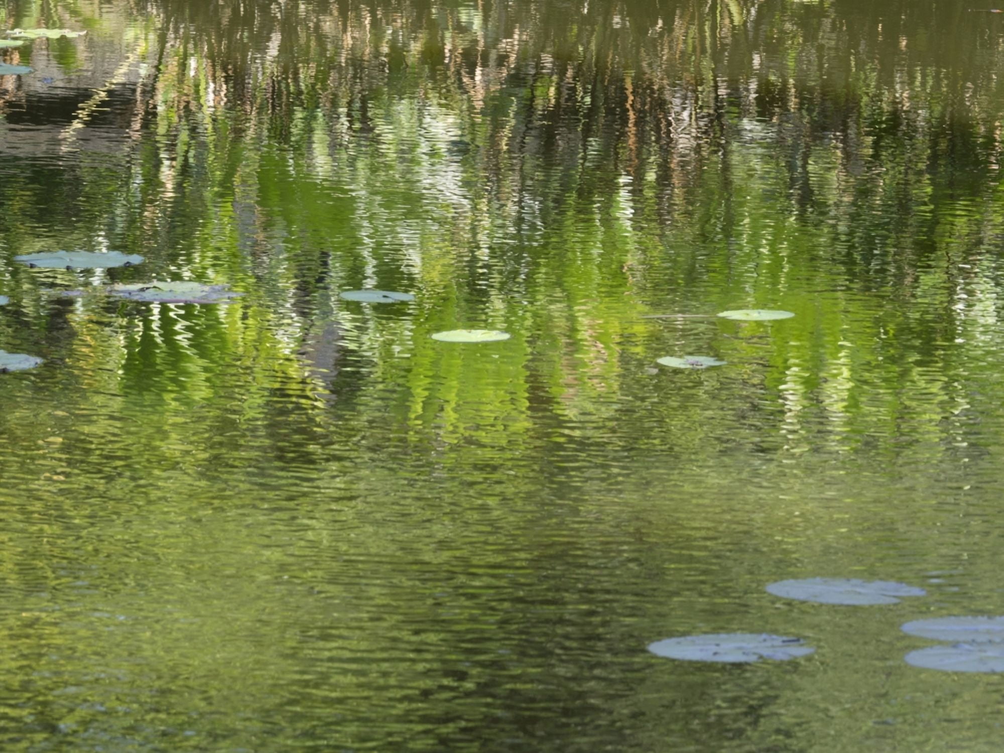 Reflections in pond at Lunuganga Bentota Southern Province Sri Lanka Canvas Art - Panoramic Images (12 x 16)