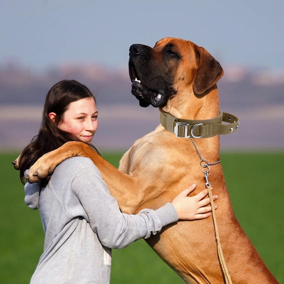 Reflective Nylon Collar with Heavy Duty Buckle and Adjustable Neckband for Small Medium Large Comfortable Training Walking and Everyday Use