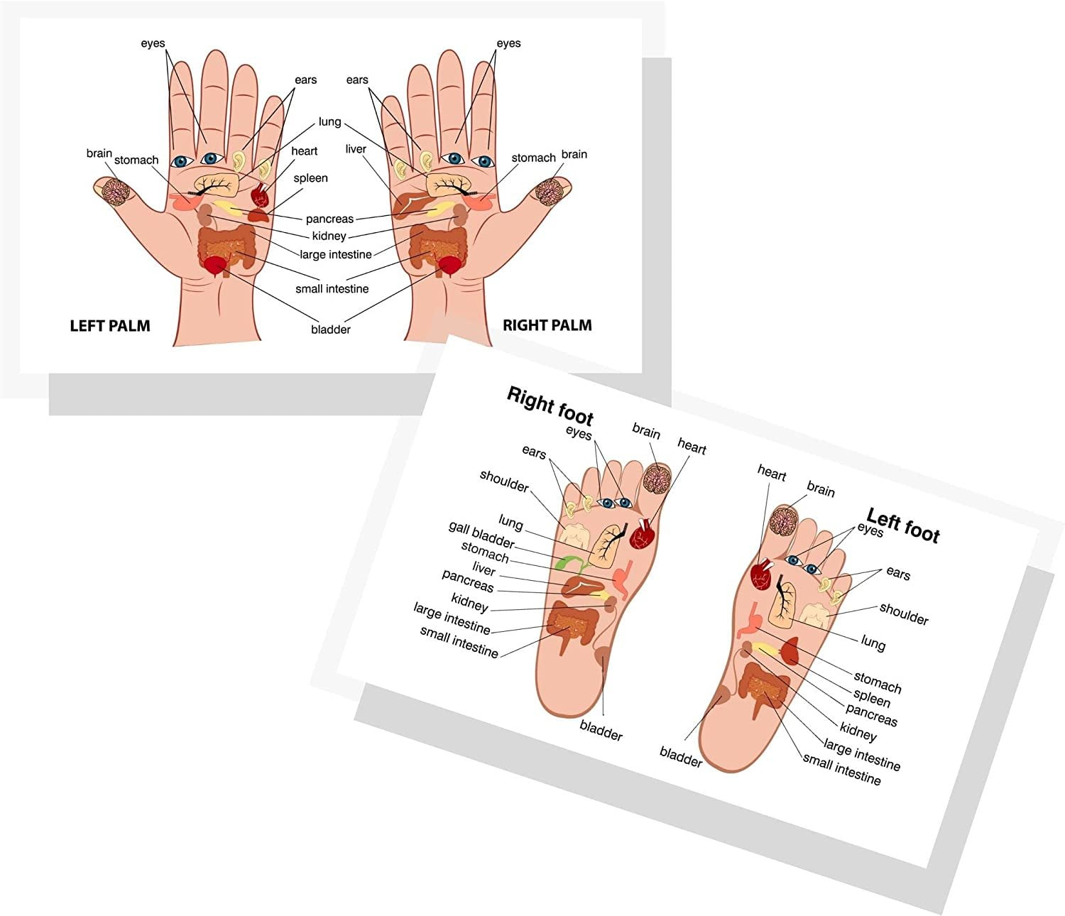reflexology-chart-for-hand-and-foot-50-pack-2-x-3-5-inches-business-sized-card-reflexology-massage-acupressure-body-treatment-walmart-com