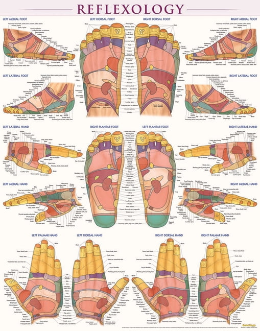 VINCENT PEREZ Reflexology Poster (22 x 28 inches) - Laminated : a QuickStudy Anatomy Reference (Poster)