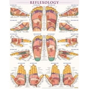 Reflexology Poster 22 X 28 Inches - Laminated A Quickstudy Anatomy Reference Other