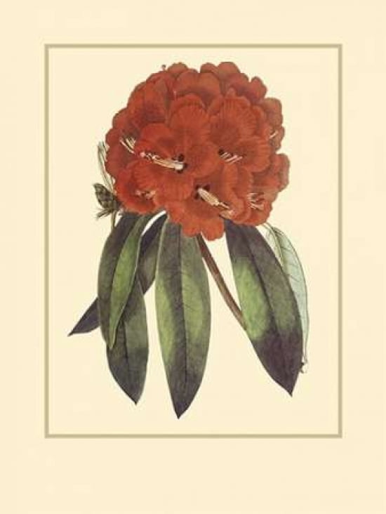 Refreshing Rhododendron Canvas Art - Rafael Landea (18 x 24)