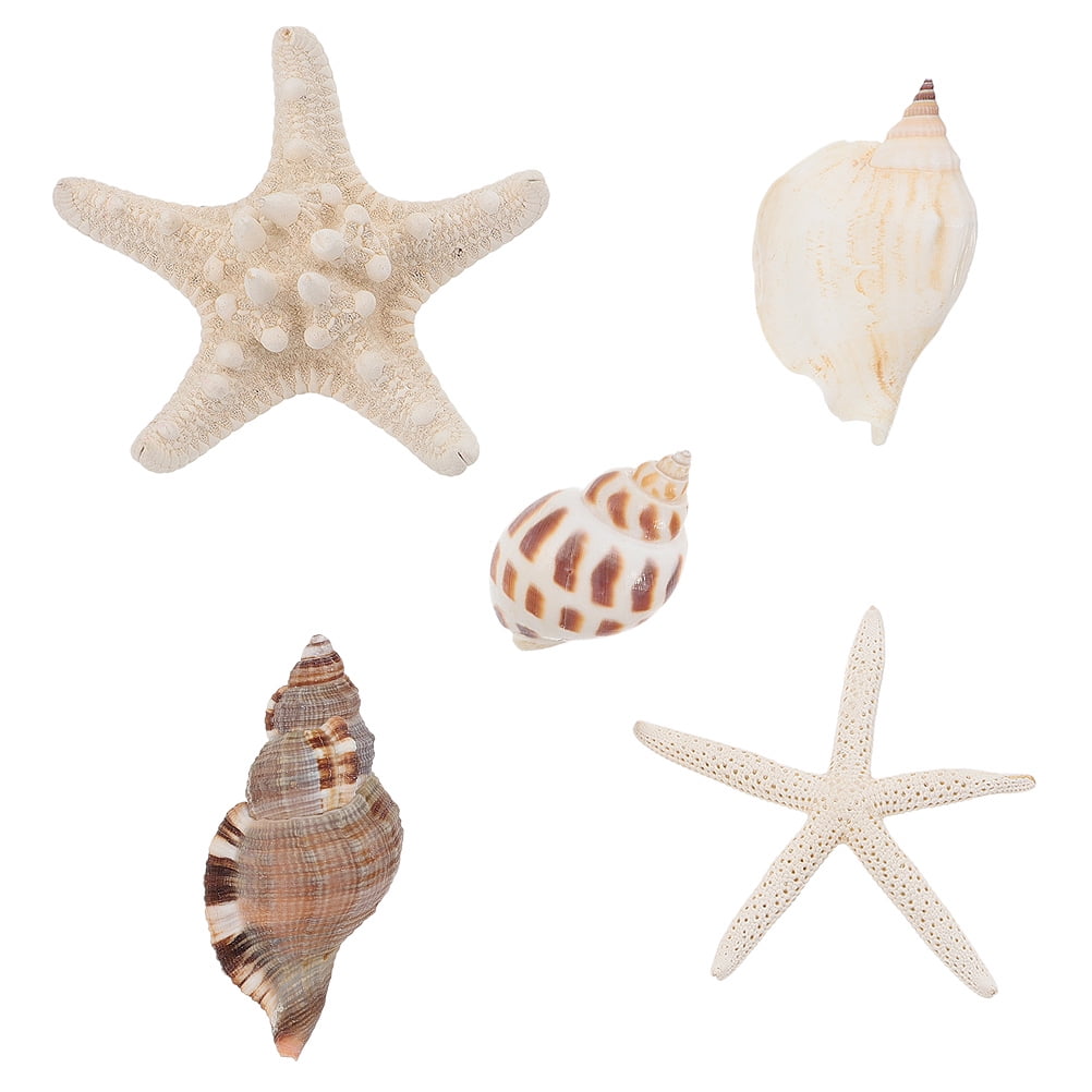 Refrigerator Decor House Warming Present Shell Magnets Fridge Conch ...