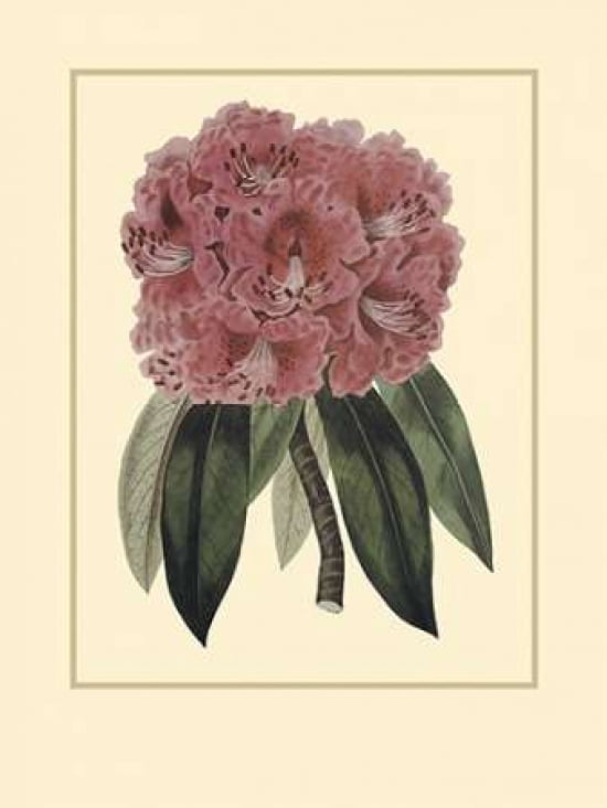 Regal Rhododendron Canvas Art - Rafael Landea (18 x 24)