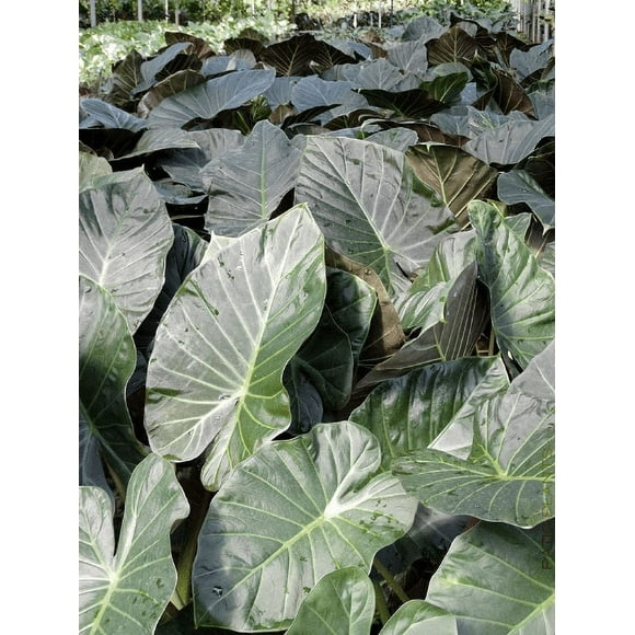Regal Shield Elephant Ear Plants for Sale !Do not order in extreme hot/cold temperatures!
