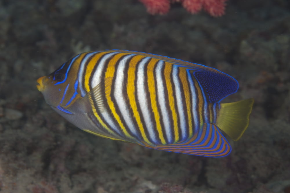 Regal angelfish swimming in waters off of Fiji Canvas Art - Terry MooreStocktrek Images (18 x 12)