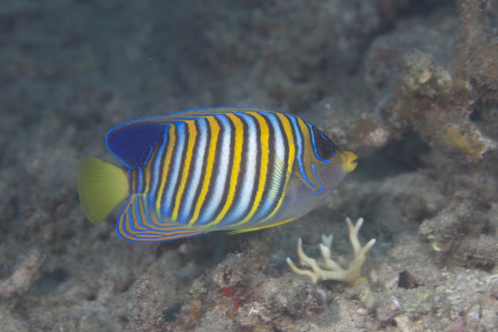 Regal angelfish swimming in waters off of Fiji Canvas Art - Terry MooreStocktrek Images (18 x 12)