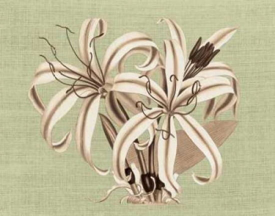 Regence Lily I Canvas Art - Sarah E Chilton (22 x 28)