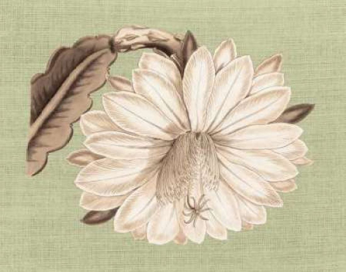 Regence Lily II Canvas Art - Sarah E Chilton (22 x 28)