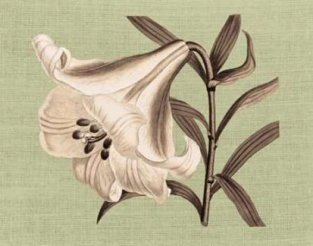Regence Lily III Canvas Art - Sarah E Chilton (22 x 28)