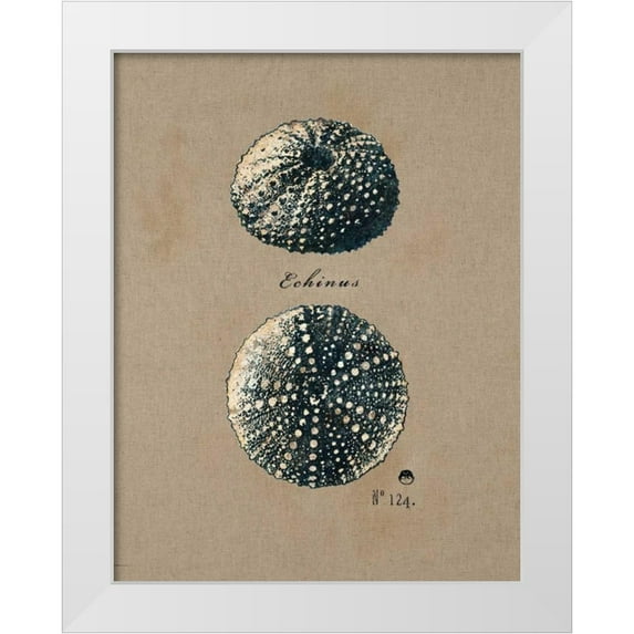 Regina Andrew Design 12x14 White Modern Wood Framed Museum Art Print Titled - Vintage Linen Sea Urchin