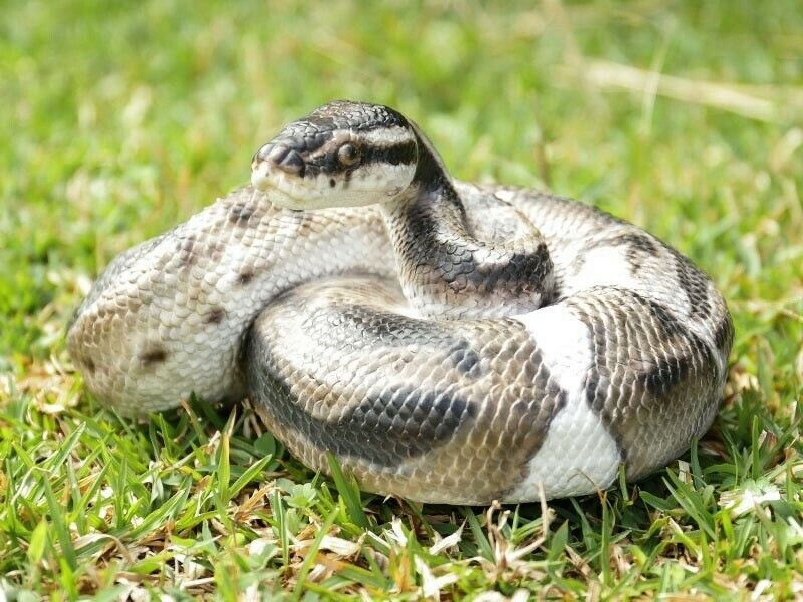 Regius Ball Python Statue Figurine - Home Garden Indoor/Outdoor New ...