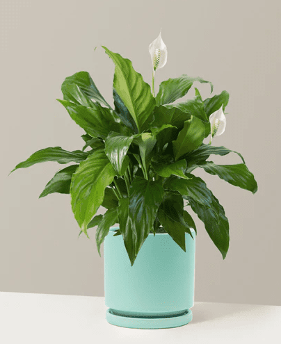spider plant price Chlorophytum comosum 'Spider Plant' 6 Inch