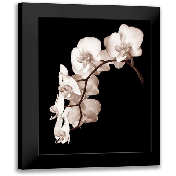 Rehner, John 15x18 Black Modern Framed Museum Art Print Titled - Orchid Dance II