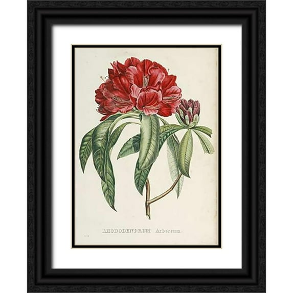 Reichenbach, H.G.L. 11x14 Black Ornate Wood Framed with Double Matting Museum Art Print Titled - RhododendMaps Arboreum
