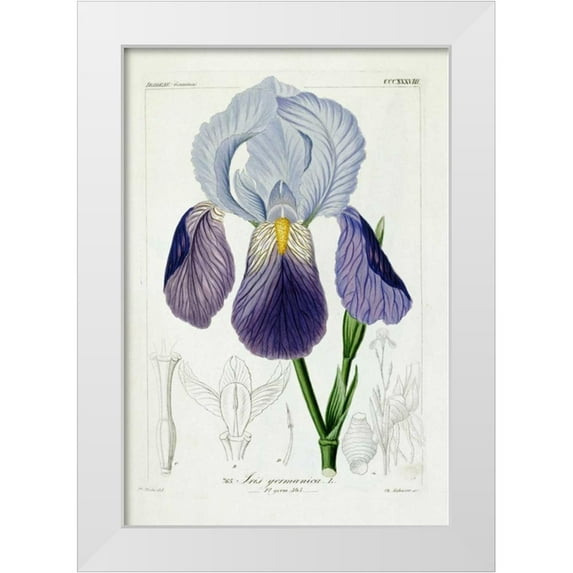 Reichenbach, H.G.L. 14x18 White Modern Wood Framed Museum Art Print Titled - Bearded Iris