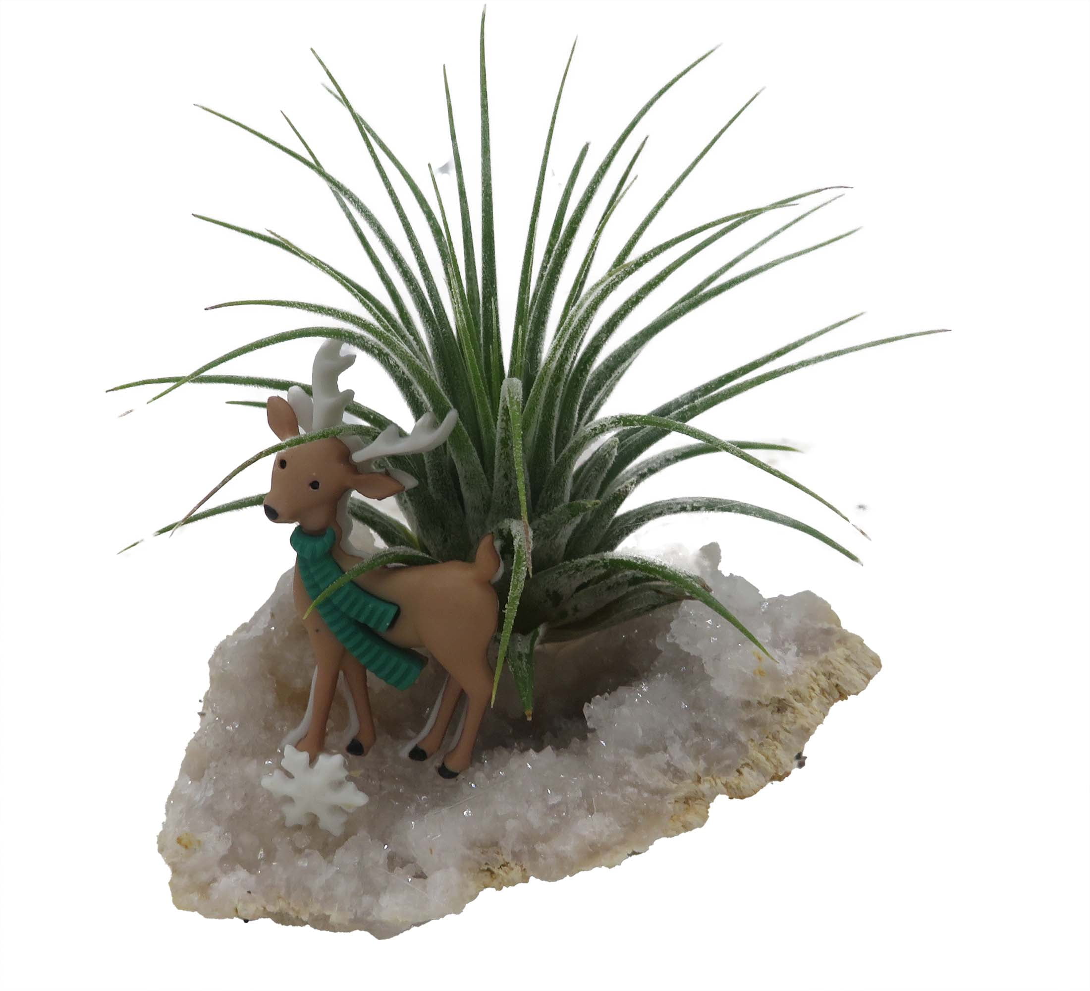 white jewel dracaena Jade Jewel Dracena – Lichtenfelt's main image 1