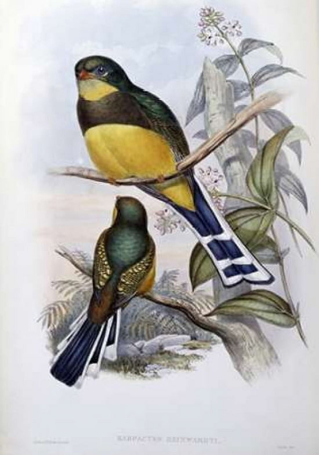 Reinwardts Trogon Canvas Art - John Glover (20 x 28)