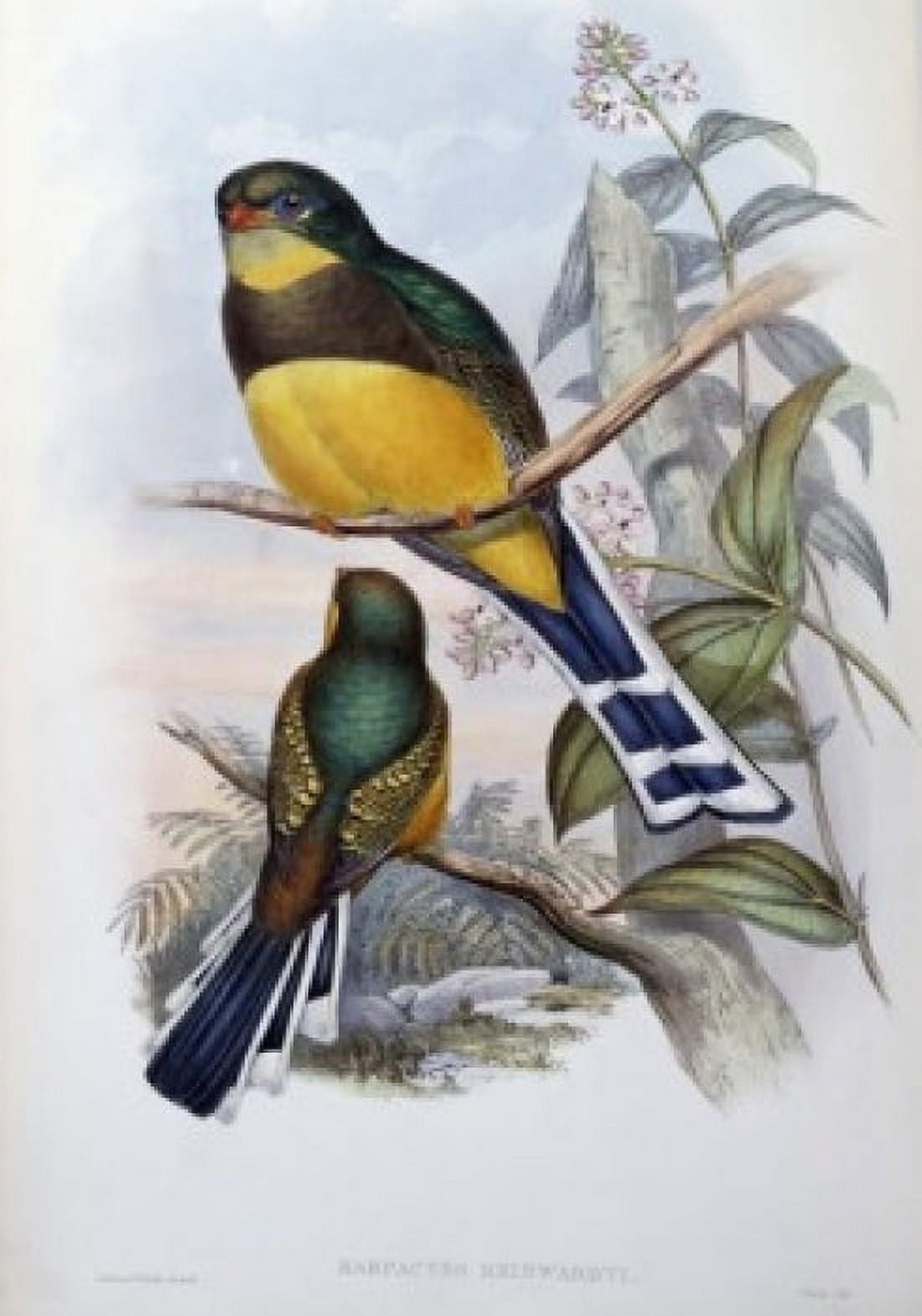 Reinwardts Trogon John Gould (1804-1881 British) Canvas Art - John Gould (24 x 36)
