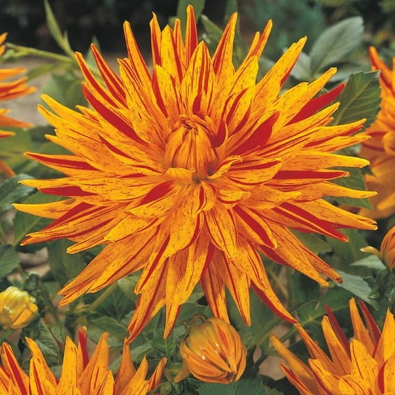 Rejmans Firecracker Dinner Plate Dahlia - 1 Tuber - Fimbriata - Orange & Red