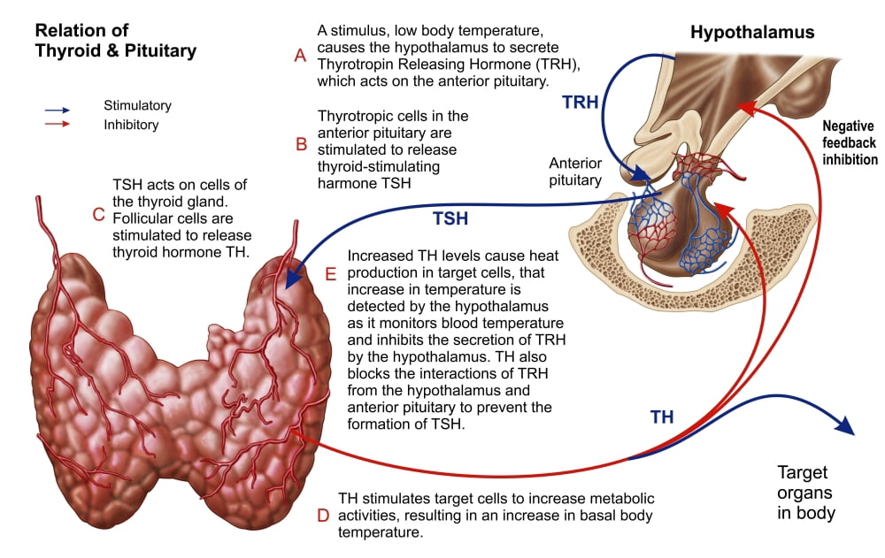 Relation of thyroid and pituitary gland Canvas Art - Stocktrek Images (18 x 12)